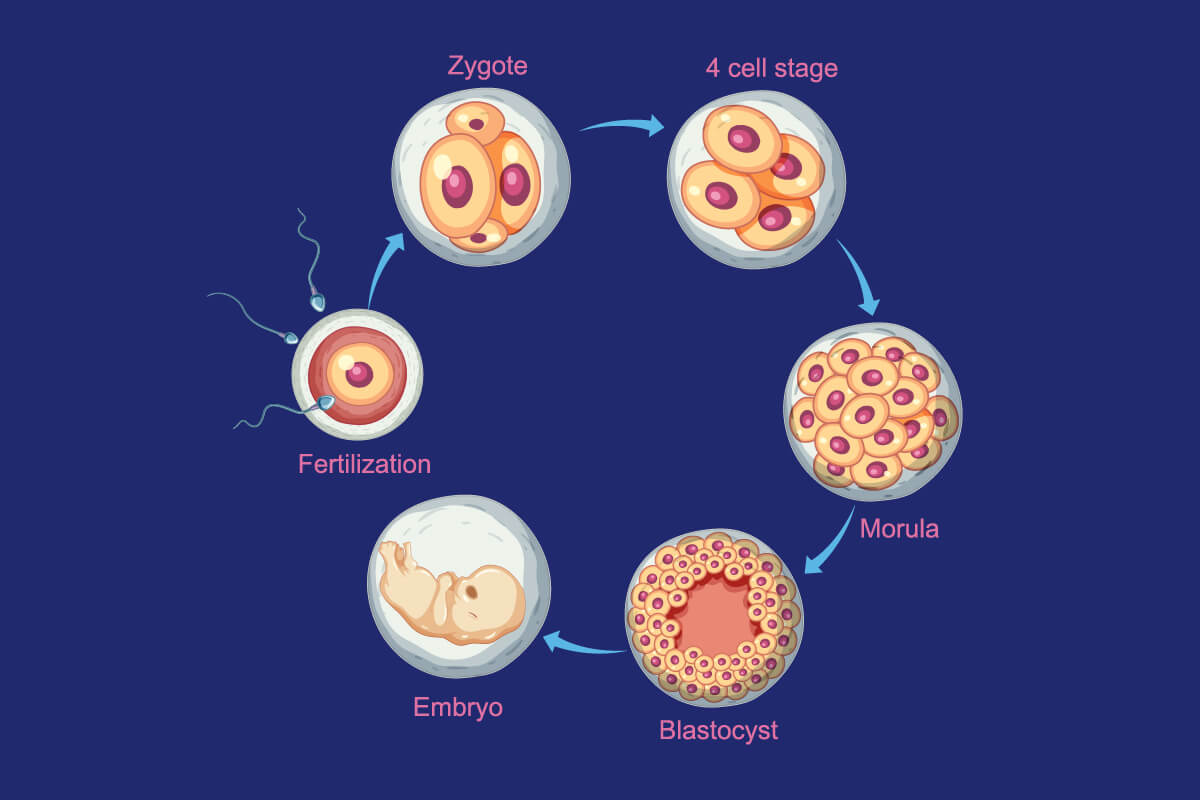 first trimester stages